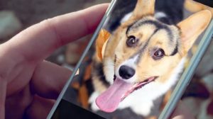 00-best-dog-apps-for-android