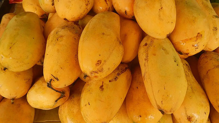 Yellow Carabao Mangos