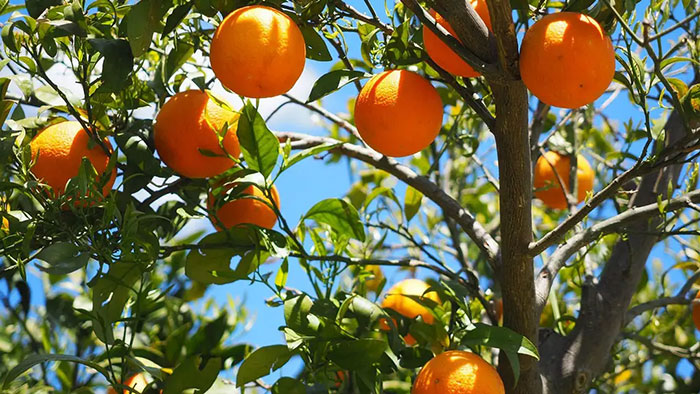 Oranges on a Tree
